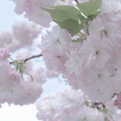 Furry绘画质感灵感FurryQQ群